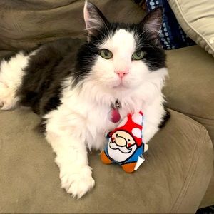 PLEASE READ PRIOR TO PURCHASE ❤️🐱🐱